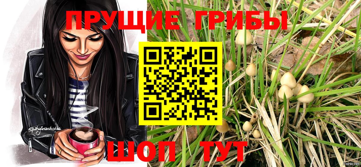 Псилоцибиновые грибы Psilocybe Будённовск